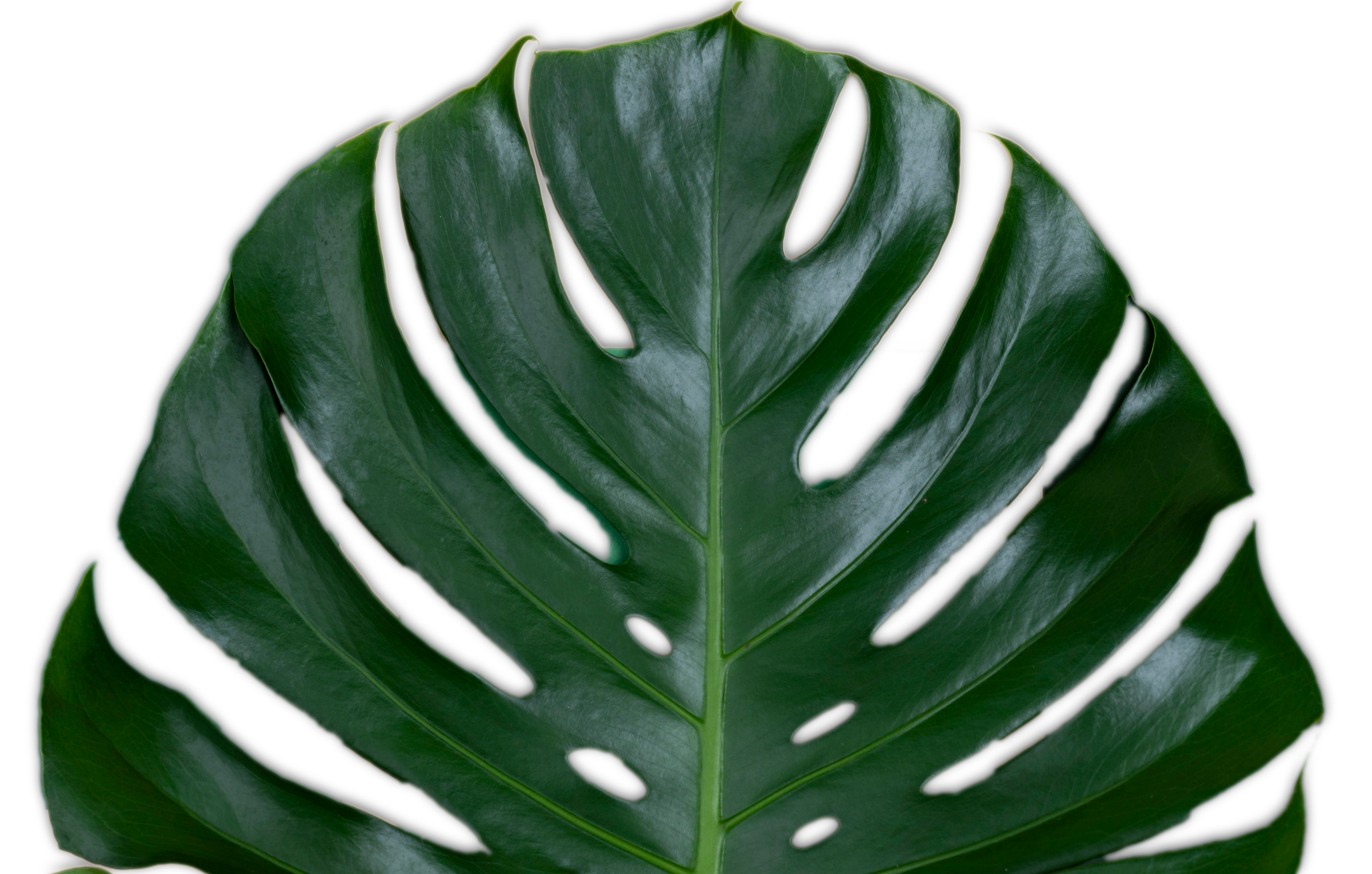 Monstera Blatt